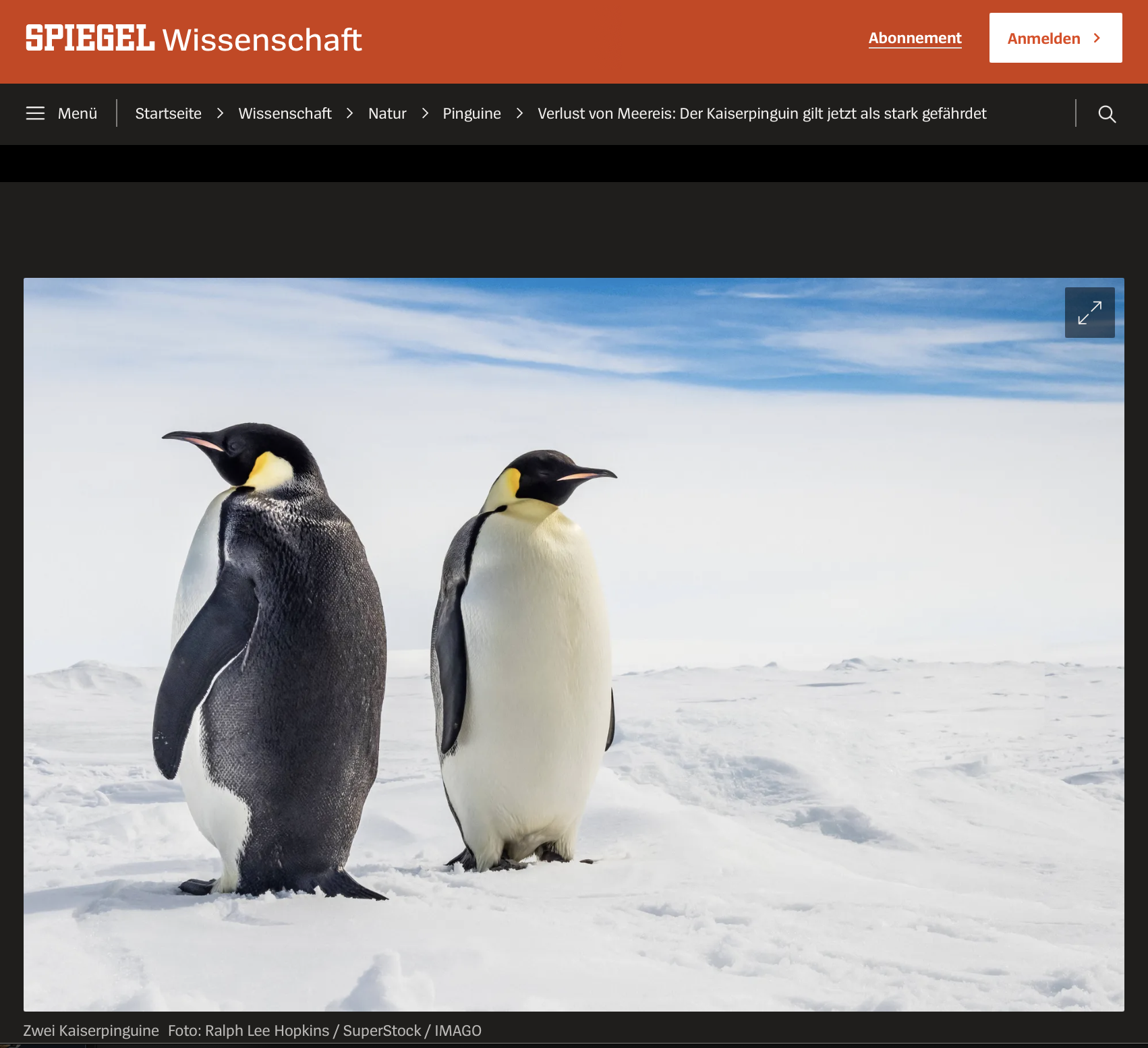 Verlust von Meereis: Der Kaiserpinguin gilt jetzt als stark gefährdet